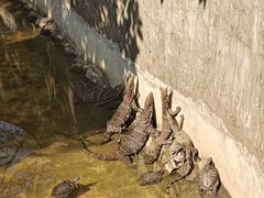 -西双版纳原始森林公园