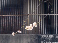 -桃花堤公园