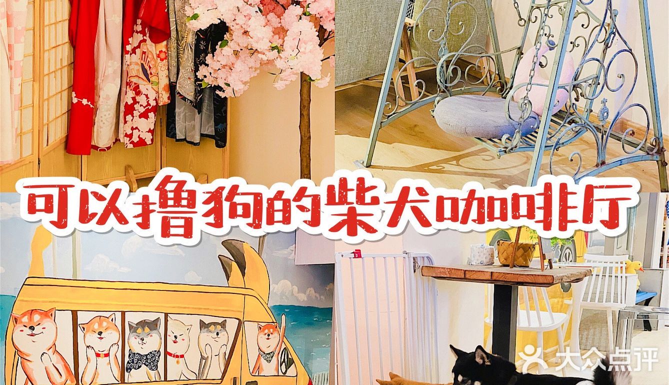 可以边吃边撸狗的柴犬咖啡厅