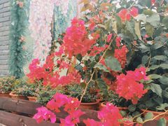-香蜜公园