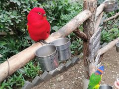 -南宫五洲植物乐园