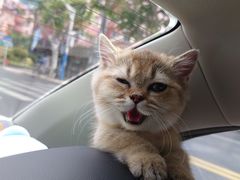 -babydoll猫舍·米努特·德文·缅因(久光中心店)