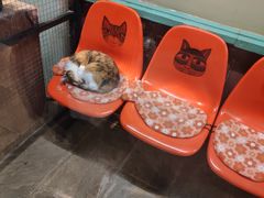 -猫咪博物馆(顶澳仔猫街店)