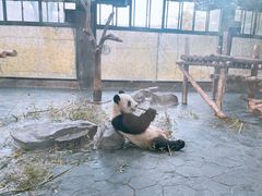 -上海野生动物园