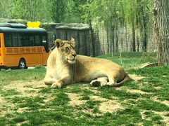 -北京野生动物园