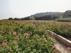 -大塘金香草谷