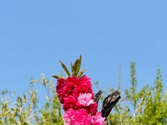 -塘沽森林公园