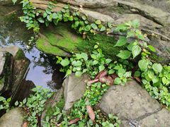 -成都市活水公园