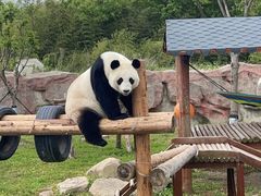 -盐城大丰港动物园