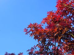 -广州市帽峰山景区