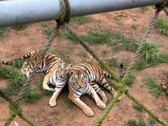 -西霞口神雕山野生动物世界