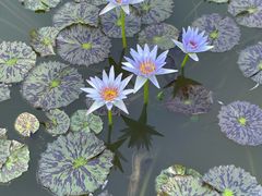 -国家植物园南园