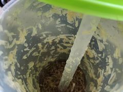 -一些柠檬一些茶(西村店)