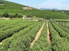-龙坞茶村
