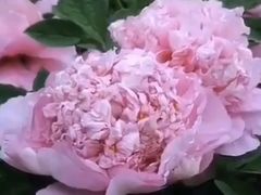 -洛阳市牡丹公园