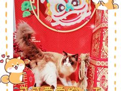 -佐罗家宠物馆·猫文化馆(紫霞路店)
