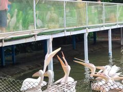 -广州长隆飞鸟乐园