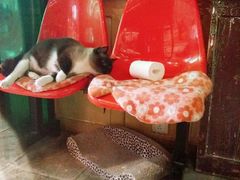 -猫咪博物馆(顶澳仔猫街店)