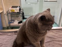 -动物缘宠物医院·骨科·猫科(西二环店)