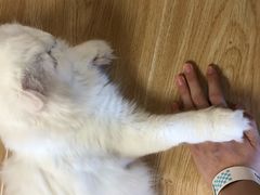 -猫和宫(六道口店)