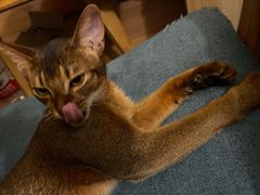 -纳吉亚猫专科动物诊疗中心(蒋宅口分院)