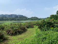 -华侨城湿地公园