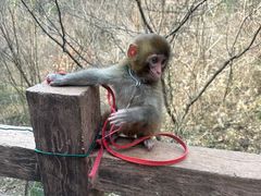 -罗田天堂寨风景区
