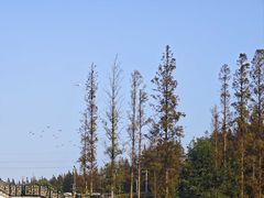 -上海长兴岛郊野公园