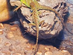 -上海大自然野生昆虫馆