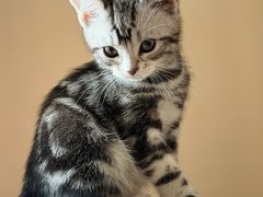 -欣宠猫屋·矮脚拿破仑·蓝金金渐层