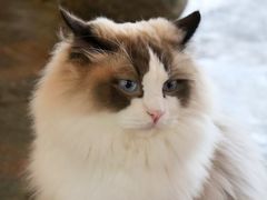 -喵屿·大理花园猫咖