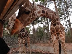 -清迈夜间动物园