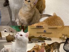 -飞行喵MR PILOT|猫舍·猫咖(静安大融城店)