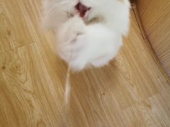 -猫和宫(六道口店)