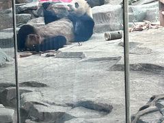 -武汉动物园