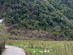 -靖西鹅泉风景区