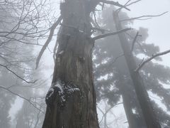 -天目山大树王景区