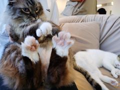 -怪兽屋·羊驼·猫咖·狗咖(俊华广场店)