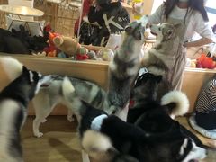 -Husky Go! 哈士奇体验馆·宠物咖啡厅狗咖