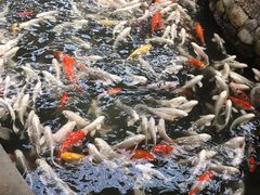 -南宫五洲植物乐园