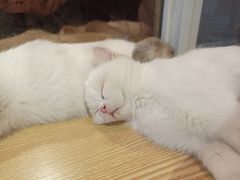 -Heymao猫咖.咖啡厅(东门店)