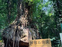 -莫里热带雨林景区