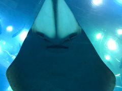 -迪拜水族馆及水下动物园