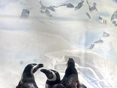 -上海海洋水族馆