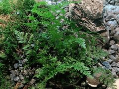 -虹泥小厨(南国花园总店)