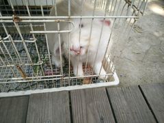 -海边的猫和咖啡馆