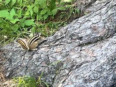 -五营红松林海景区