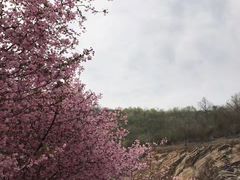 -金钉子远古世界景区