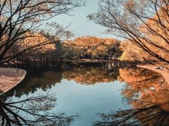 -上海共青森林公园