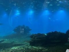 -海棠湾洲际-涛·海底餐厅·美人鱼·自助餐·海底隧道